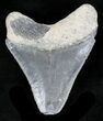Serrated, Grey Bone Valley Megalodon Tooth #21553-1